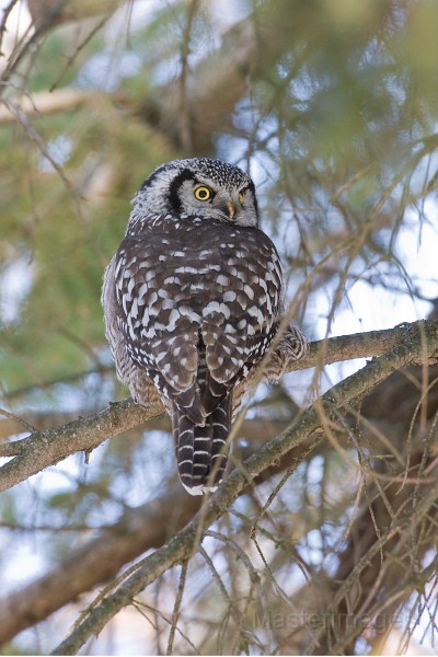 IMG_6830c.jpg - Northern Hawk-Owl (Surnia ulula)